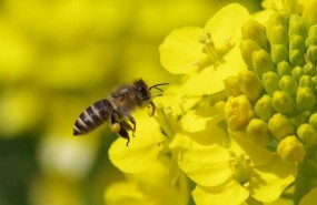 ep una abeja asiatica polinizaplantala familialas brasicaceas