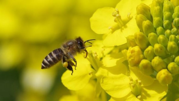 ep una abeja asiatica polinizaplantala familialas brasicaceas