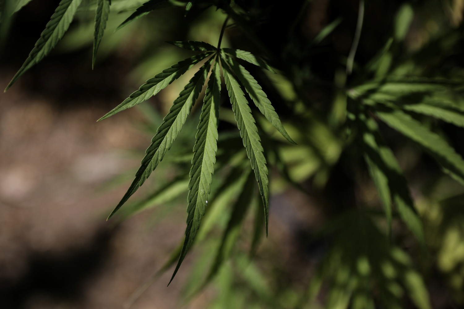 SynBiotic sube en bolsa tras el compromiso del Gobierno alemán de legalizar el cannabis
