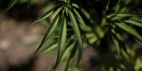 le cannabis victime collaterale du covid 19 