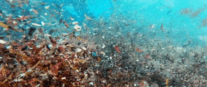 microplasticocb11