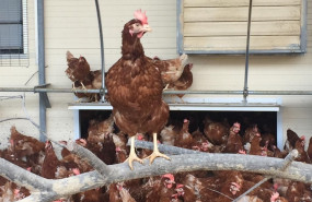 1583759923 gallinascomunicae