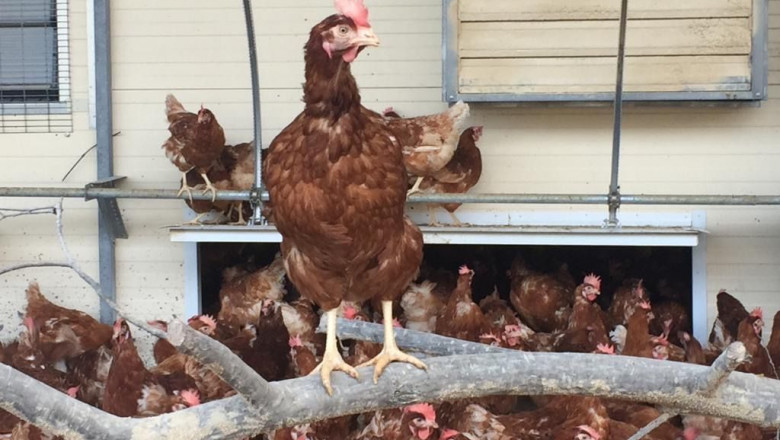 1583759923 gallinascomunicae