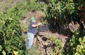 ep archivo - un vendimiador corta racimos de uvas en el vinedo de la bodega algueira de la do
