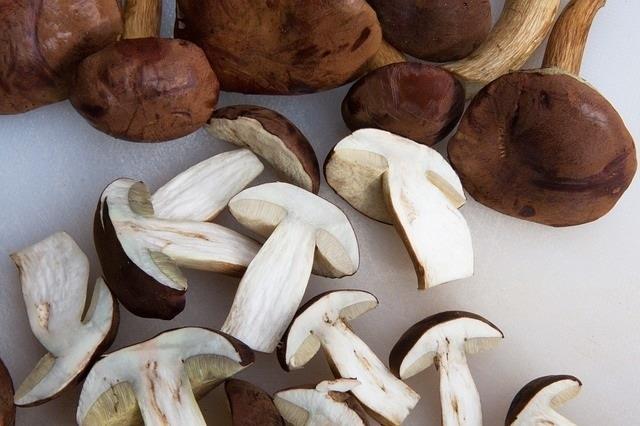 Boletus, setas | PIXABAY ep boletus setas