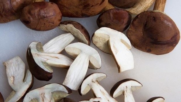 ep boletus setas