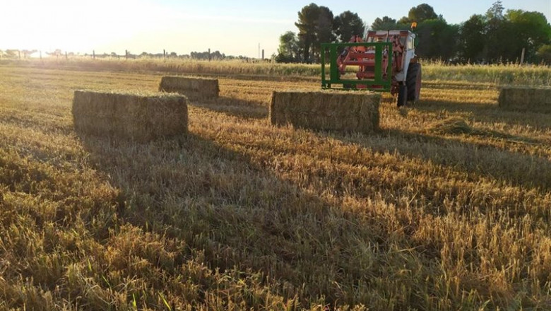 Cereal, campo, agricultura. | ASAJA - Archivo ep cereal campo agricultura