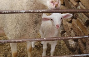 ep corderouna granja imagenarchivo lamb farming