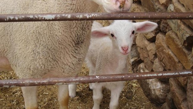 ep corderouna granja imagenarchivo lamb farming