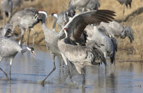 ep grulla comun en la peninsula iberica