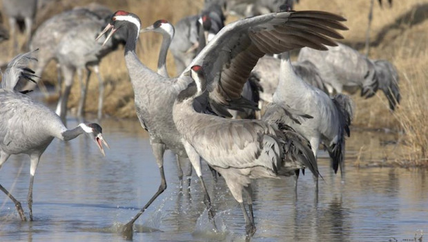 ep grulla comun en la peninsula iberica