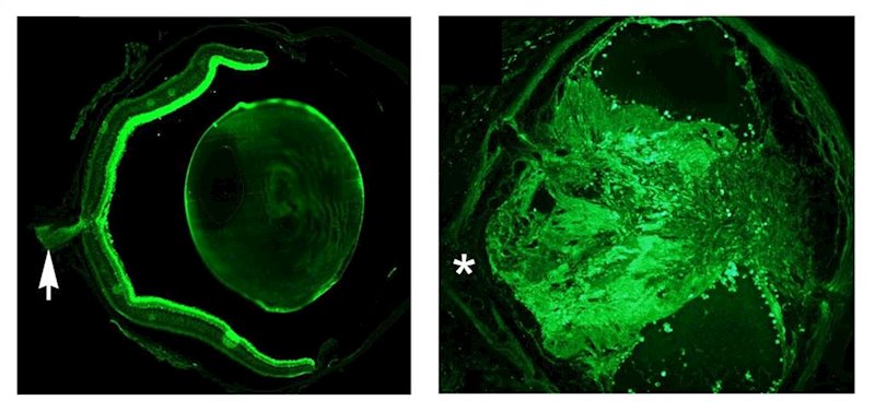 La formación del nervio óptico influye en la adaptación metabólica a la ingesta diaria de alimentos | CSIC ep la formacion del nervio optico influye en la adaptacion metabolica a la ingesta diaria de