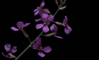 ep planta moricandia moricandioides