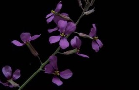 ep planta moricandia moricandioides