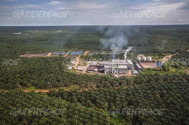 Plantación de aceite de Palma en el sur de Papúa | JURNASYANTO SUKARNO / GREENPEACE ep plantacionaceitepalmasurpapua