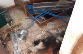 ep unalas habitacioneschalet desalojadosalteras