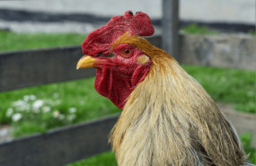 bifeedoo diciembre 2 bifeedoo diciembre 2