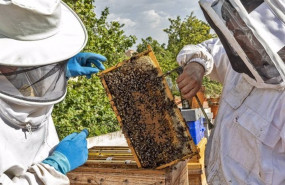 ep archivo   apicultores