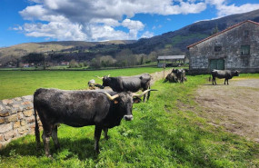 ep archivo   vacas tudancas en cantabria