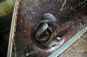 ep archivo   varias anguilas en el restaurante rio loyo a 20 de febrero de 2026 en paradela lugo
