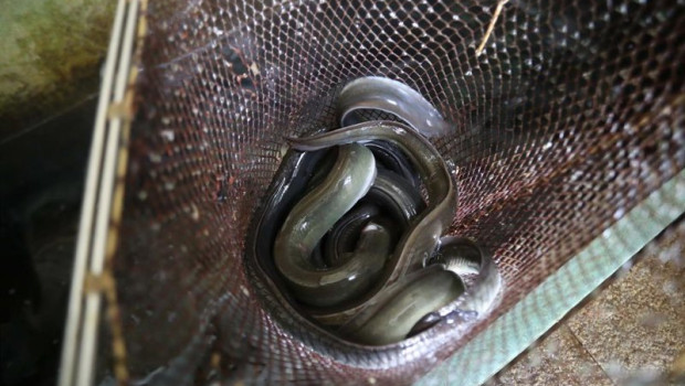 ep archivo   varias anguilas en el restaurante rio loyo a 20 de febrero de 2026 en paradela lugo