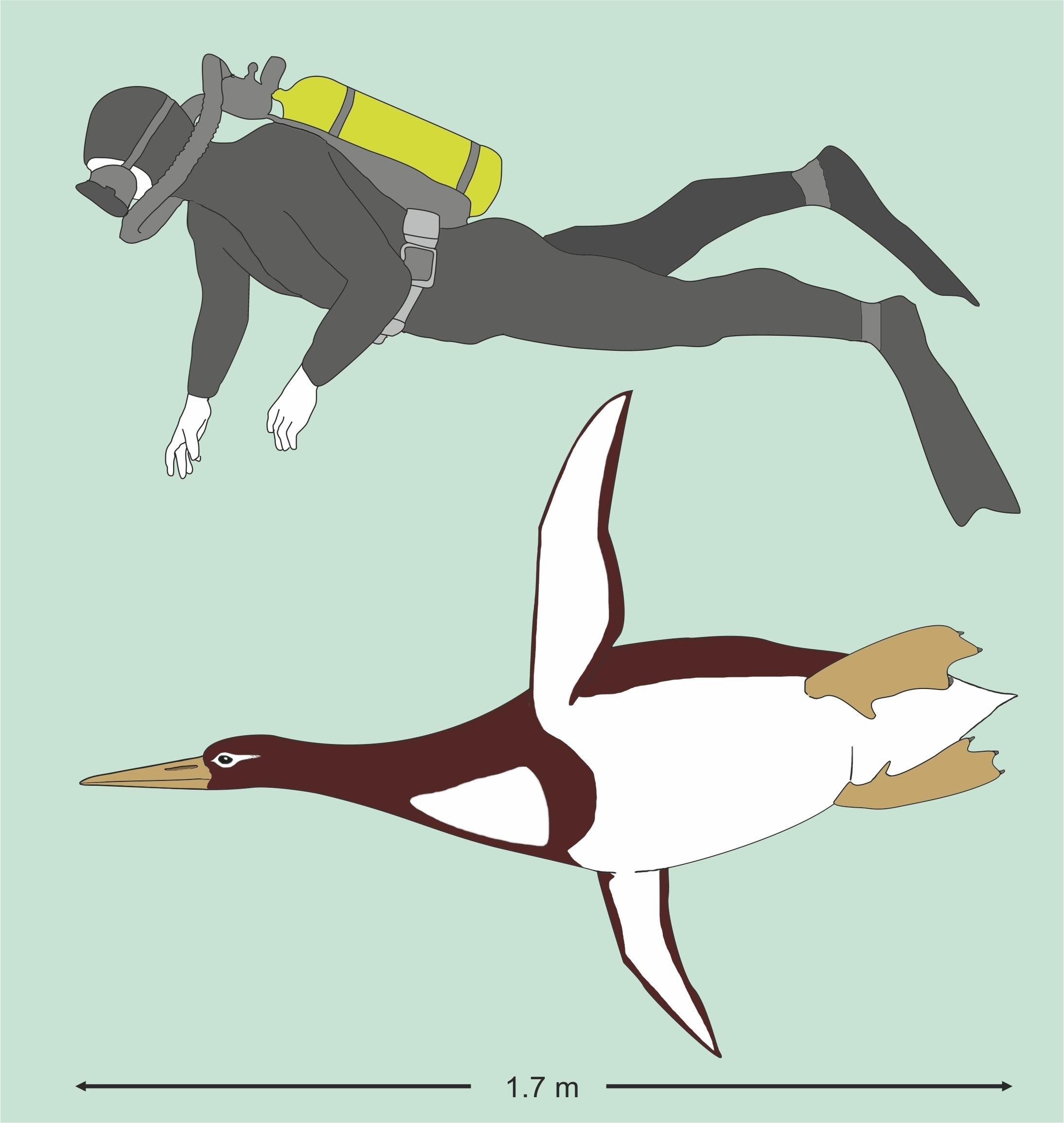 ep artististic reconstruction of kumimanu biceae in size comparison tohuman