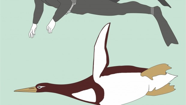 ep artististic reconstruction of kumimanu biceae in size comparison tohuman