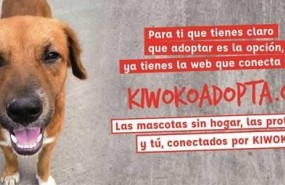 ep lanzamiento plataforma kiwokoadoptaorg