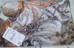 ep pulpo 20240326122603
