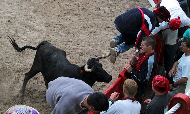 ep suelta de vaquillas en la plaza de toros de ampuero tras los encierros