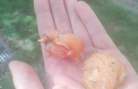 ep trozoscomidaalfileres encontradala sagrada familiaa coruna