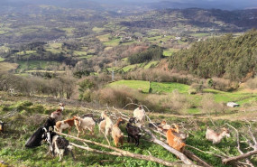 ep vistas desde el monte naranco en oviedo con cabras pastando al paso de una ruta de senderismo