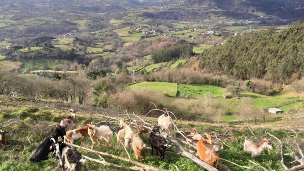 ep vistas desde el monte naranco en oviedo con cabras pastando al paso de una ruta de senderismo