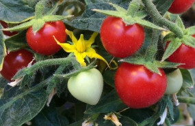 ep archivo imagen de unos tomates ep archivo imagen de unos tomates