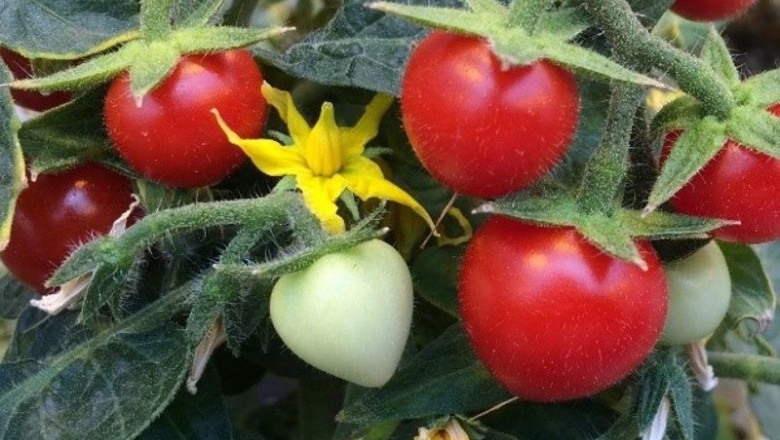 ep archivo   imagen de unos tomates