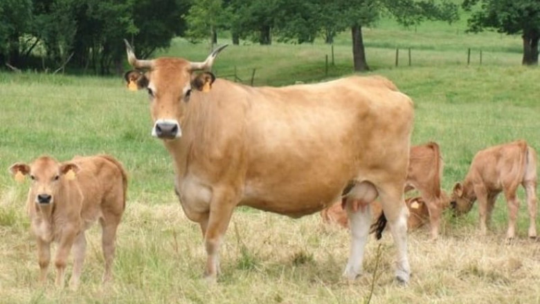 ep archivo vacas 20240829111903 ep archivo vacas 20240829111903