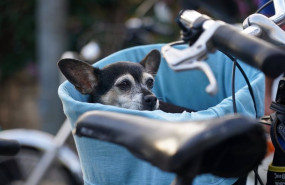ep archivo   varias personas pasean sus mascotas por las calles de la capital