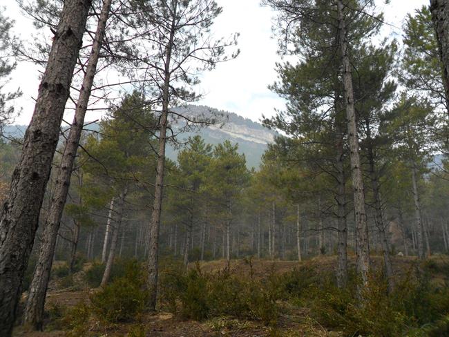 Bosque, monte | GOBIERNO DE ARAGÓN ep bosque monte