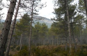 ep bosque monte