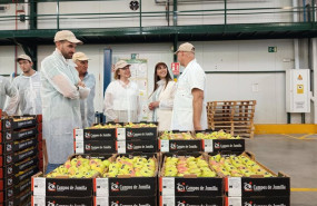 ep la consejera sara rubira en la cooperativa campos de jumilla donde preparan pera de la dop pera