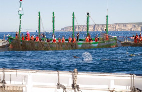 ep las almadrabas en una levanta del atun rojo en aguas de cadiz