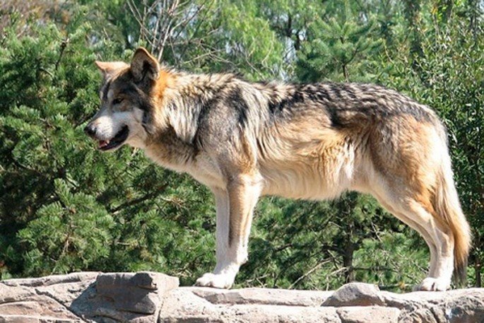 ep lobo en cabarceno