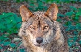ep lobo iberico