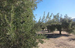 ep olivar de jaen