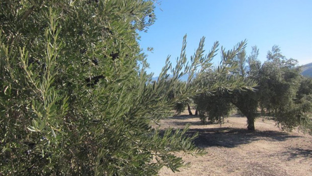 ep olivar de jaen