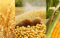 materiasprimasagro materiasprimasagro