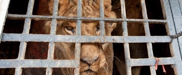 ep aap primadomus rescataleonesun tigre
