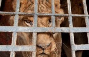 ep aap primadomus rescataleonesun tigre