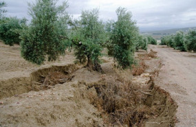 ep olivar espanol