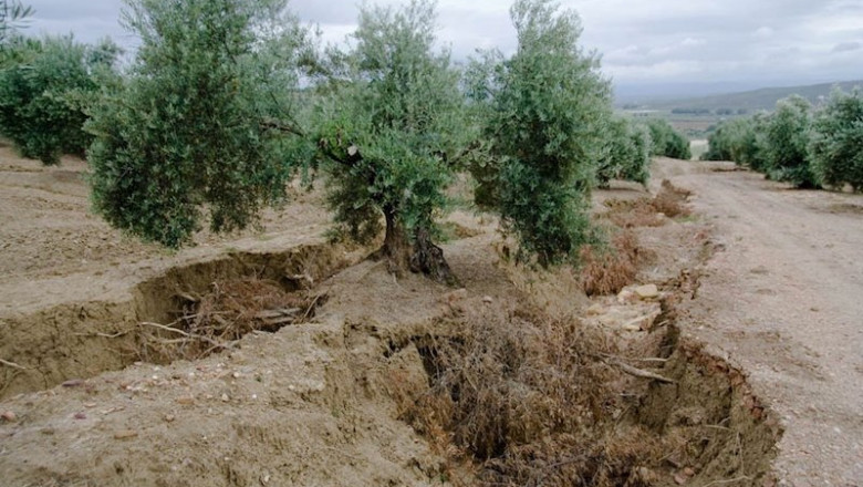 Olivar español | SEO/BIRDLIFE ep olivar espanol
